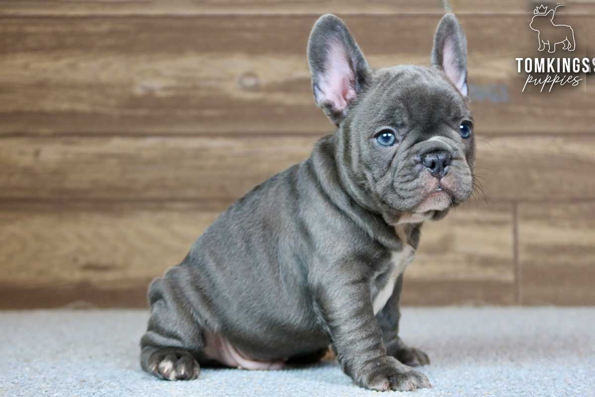 Archer, available French Bulldog puppy at TomKings Puppies