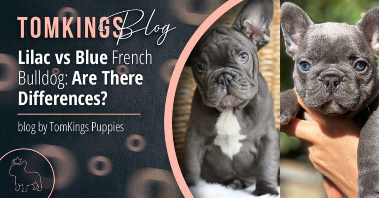 Lilac vs Blue French Bulldog: Are There Differences?