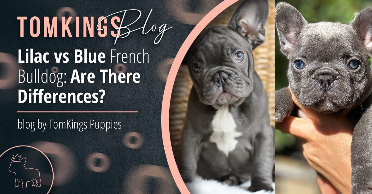 Lilac vs Blue French Bulldog: Are There Differences?