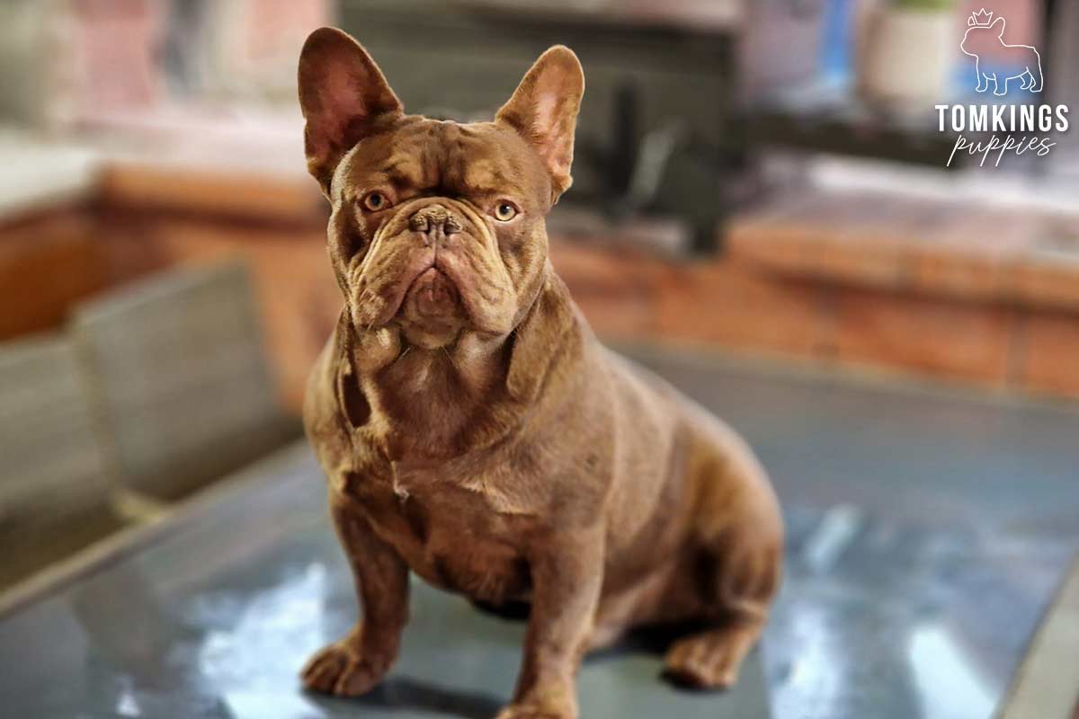 French Bulldog - TomKings Puppies