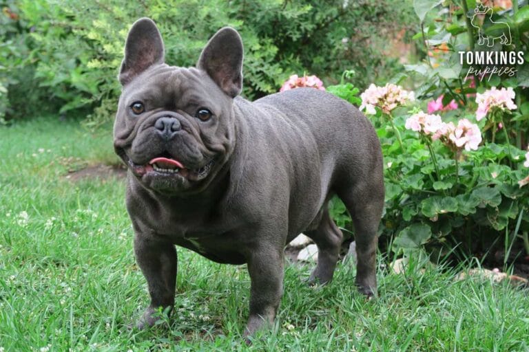 French Bulldog - TomKings Puppies