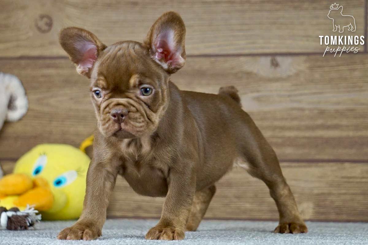 Marla, available French Bulldog puppy at TomKings Puppies