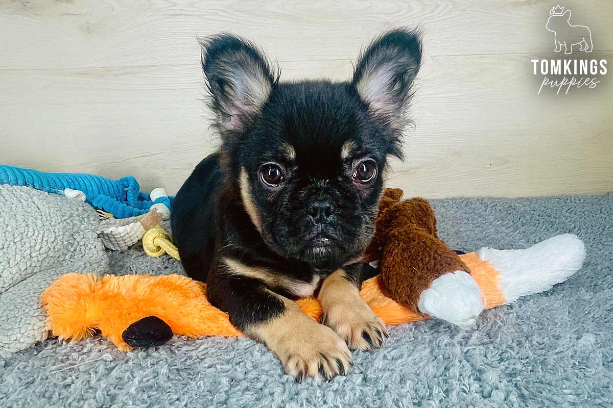 Raven, available French Bulldog puppy at TomKings Puppies