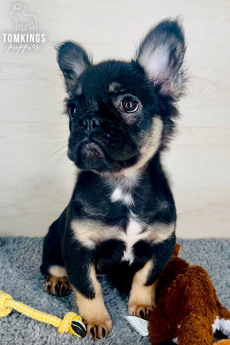 Raven, available French Bulldog puppy at TomKings Puppies