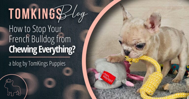 How to Stop Your French Bulldog from Chewing Everything?