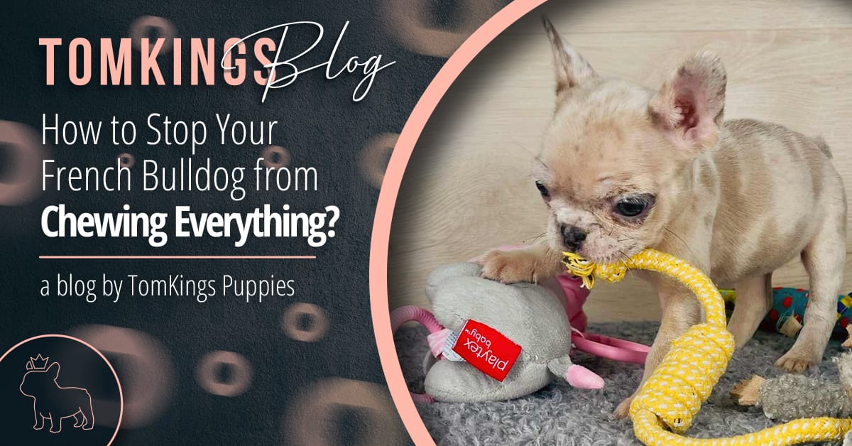 How to Stop Your French Bulldog from Chewing Everything?