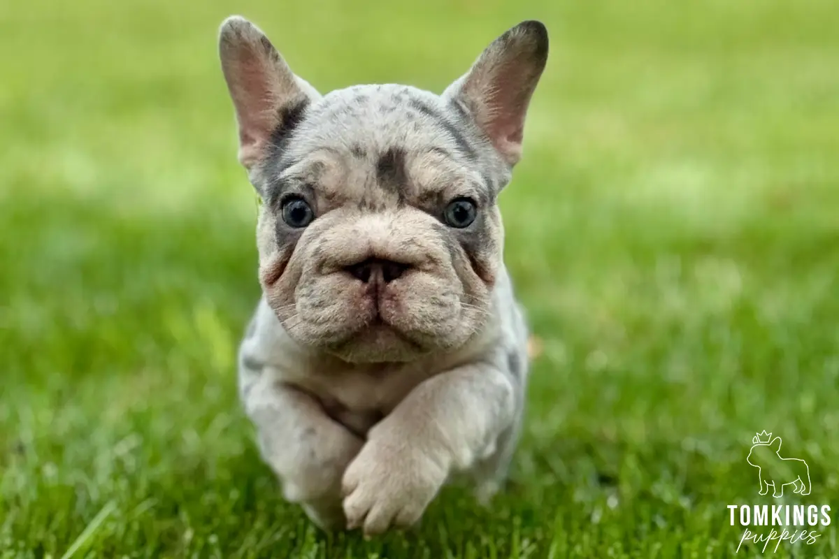 Zia, available big rope French Bulldog puppy at TomKings Puppies