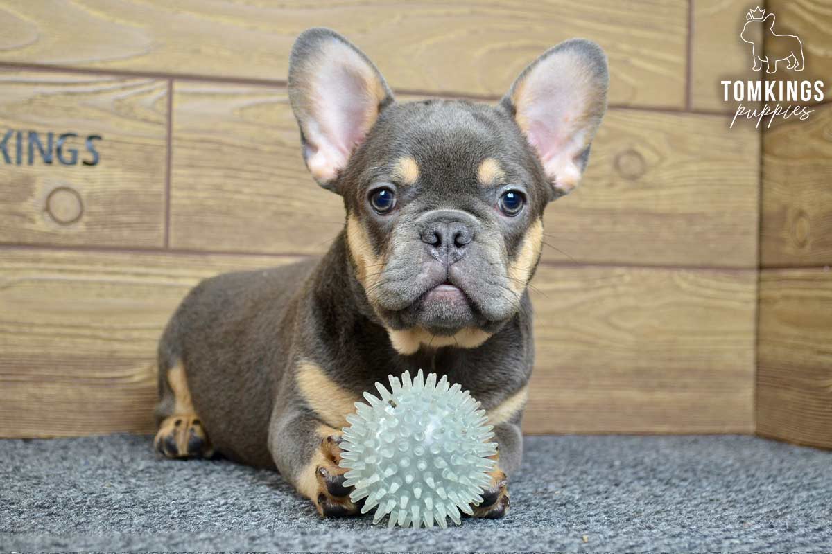 Bruce, available French Bulldog puppy at TomKings Puppies