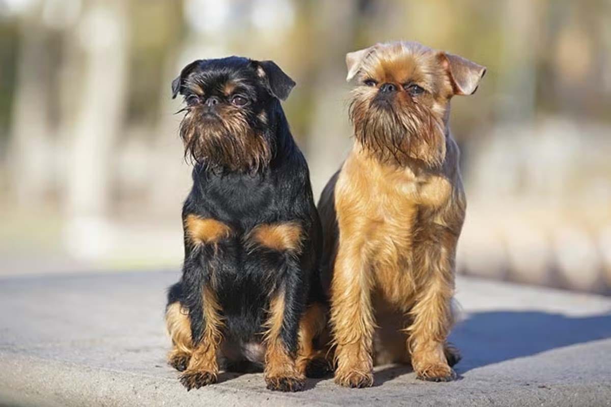 Teacup Dogs: 13 Breeds and the Truth You Need to Know - TomKings Blog