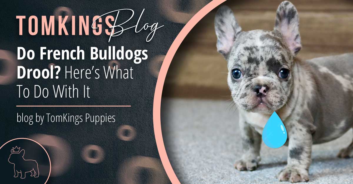 Do French Bulldogs Drool? Here’s What To Do With It - TomKings Blog