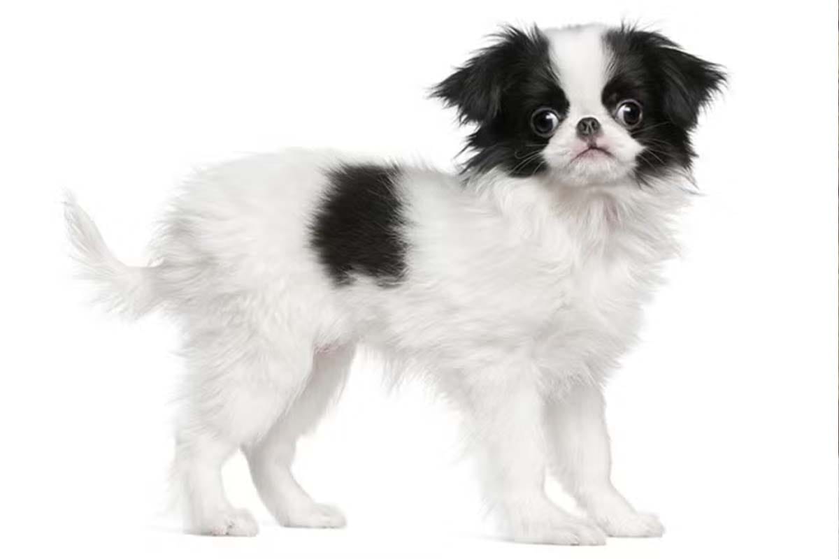 Teacup Dogs: 13 Breeds and the Truth You Need to Know - TomKings Blog