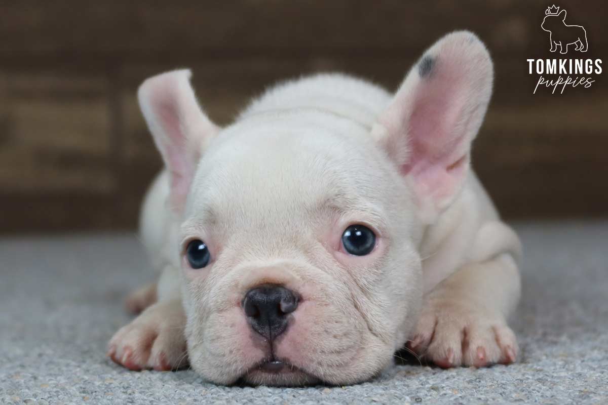Jordyn, available French Bulldog puppy at TomKings Puppies