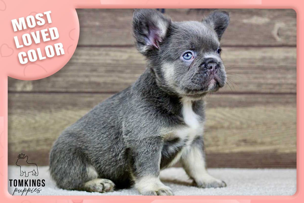 Fluffy French bulldog, Frenchie at TomKings Puppies