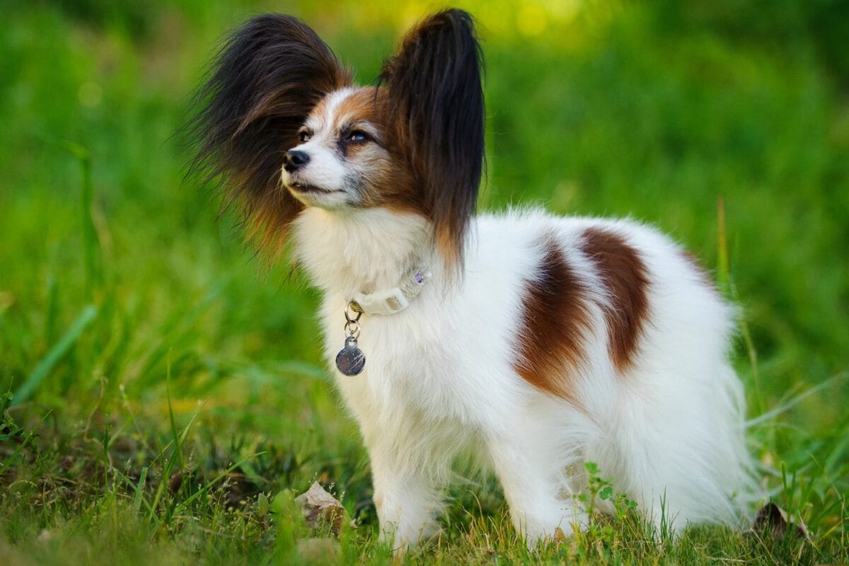 Teacup Dogs: 13 Breeds and the Truth You Need to Know - TomKings Blog