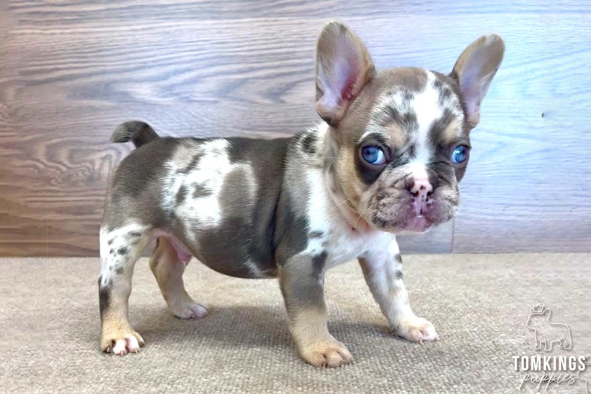 Picasso, available French Bulldog puppy at TomKings Puppies