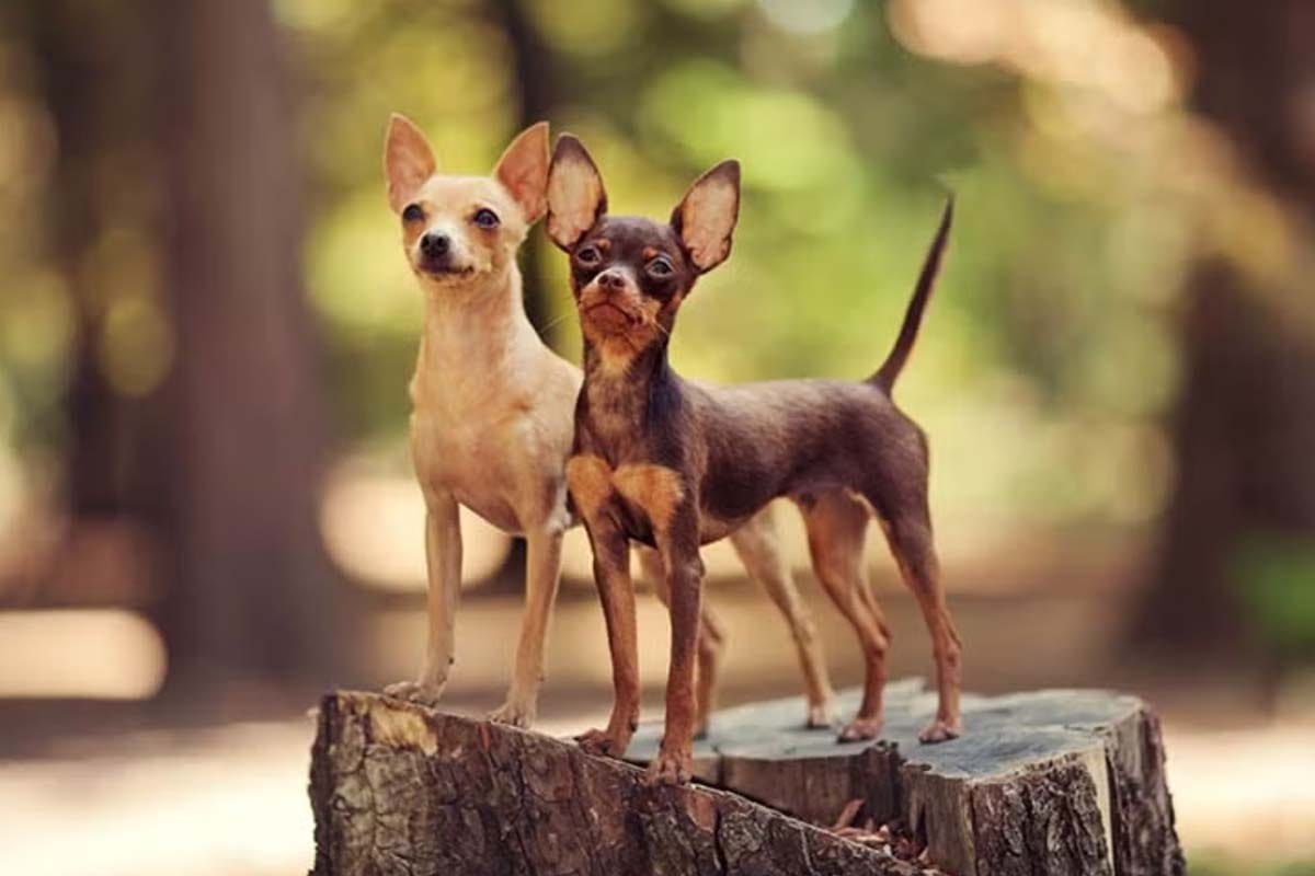 Teacup Dogs: 13 Breeds and the Truth You Need to Know - TomKings Blog
