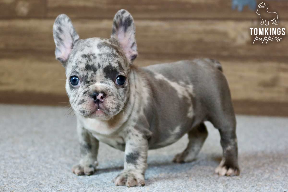 Rylee, available French Bulldog puppy at TomKings Puppies