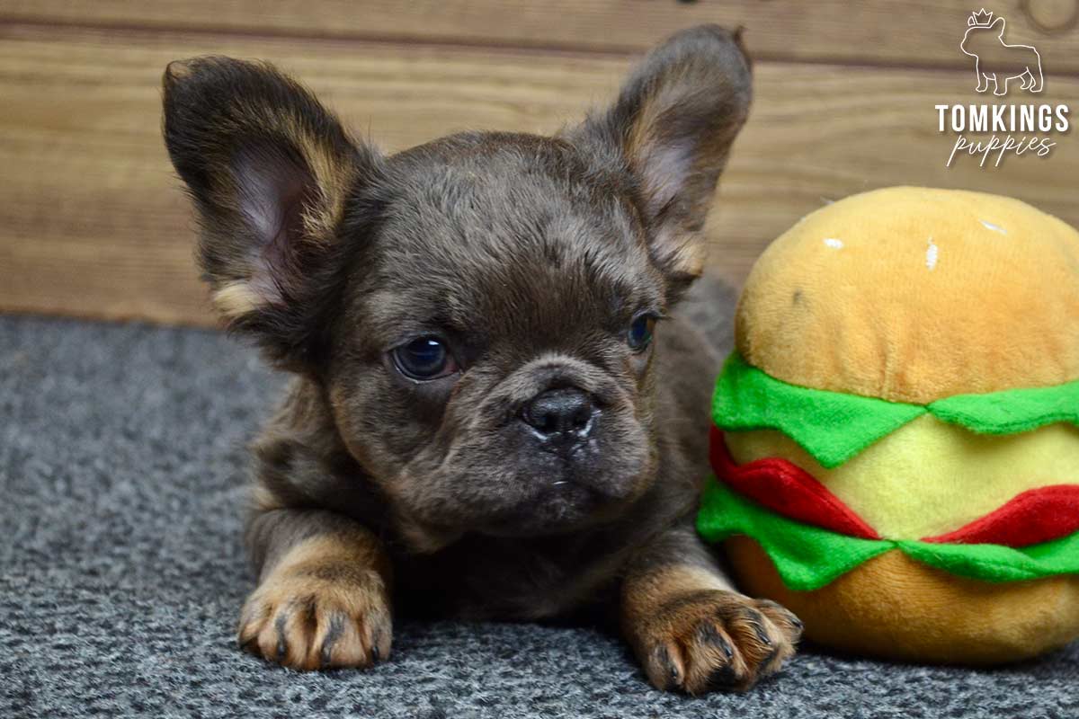 Stoney, available French Bulldog puppy at TomKings Puppies