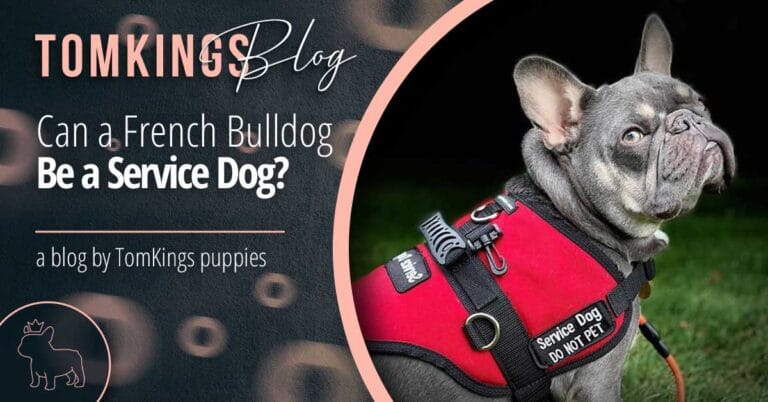 Can a French Bulldog Be a Service Dog?
