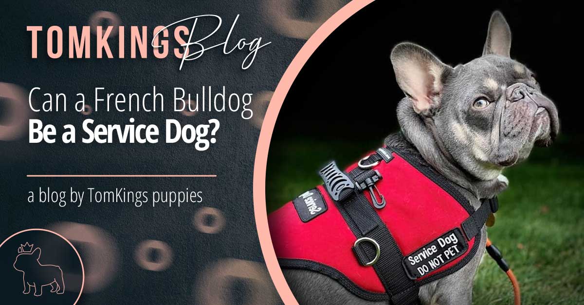 Can a French Bulldog Be a Service Dog?