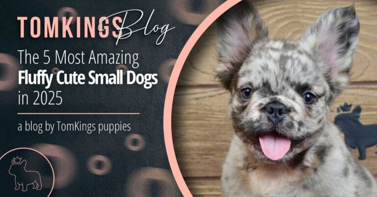 The 5 Most Amazing Fluffy Cute Small Dogs in 2025
