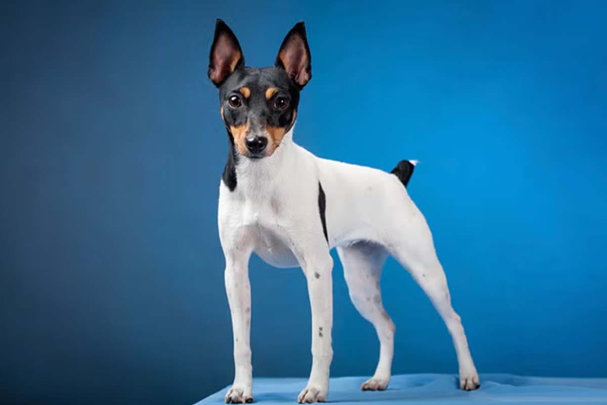 Teacup Dogs: 13 Breeds and the Truth You Need to Know - TomKings Blog
