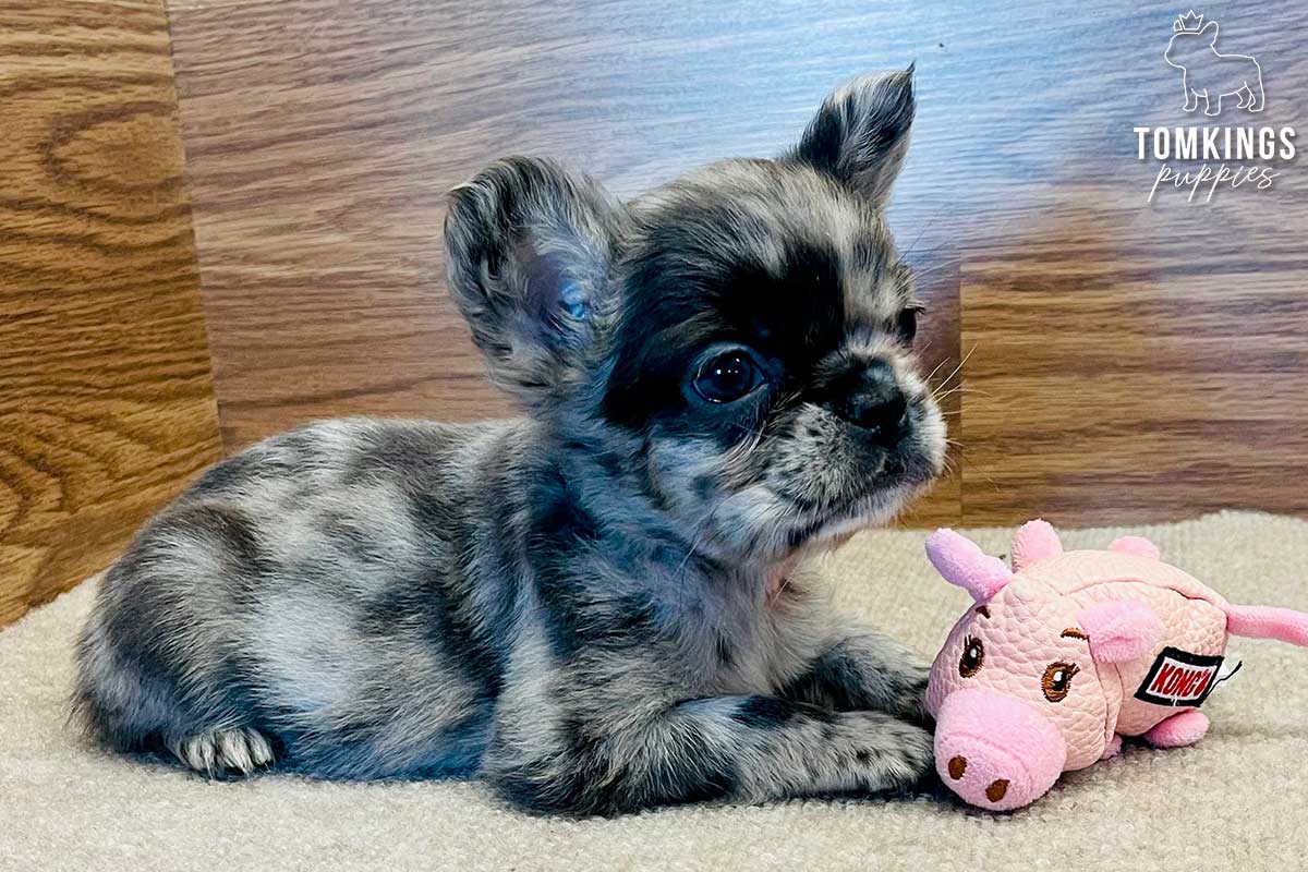 Valentino, available French Bulldog puppy at TomKings Puppies
