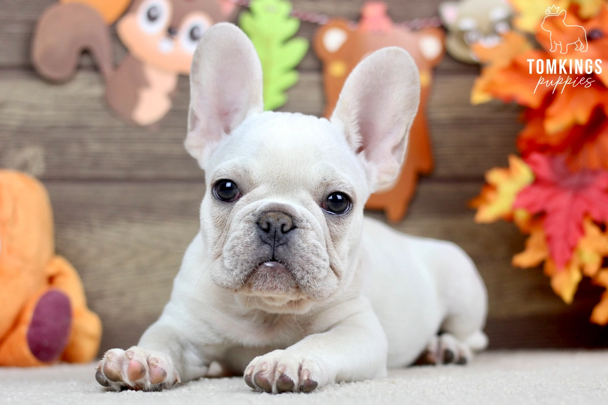 Vance, available French Bulldog puppy at TomKings Puppies