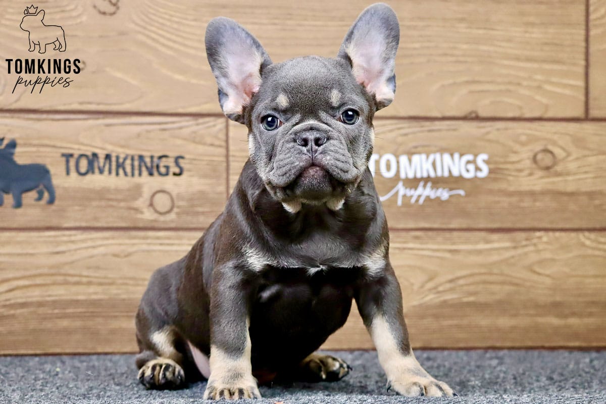 Casper, available French Bulldog puppy at TomKings Puppies