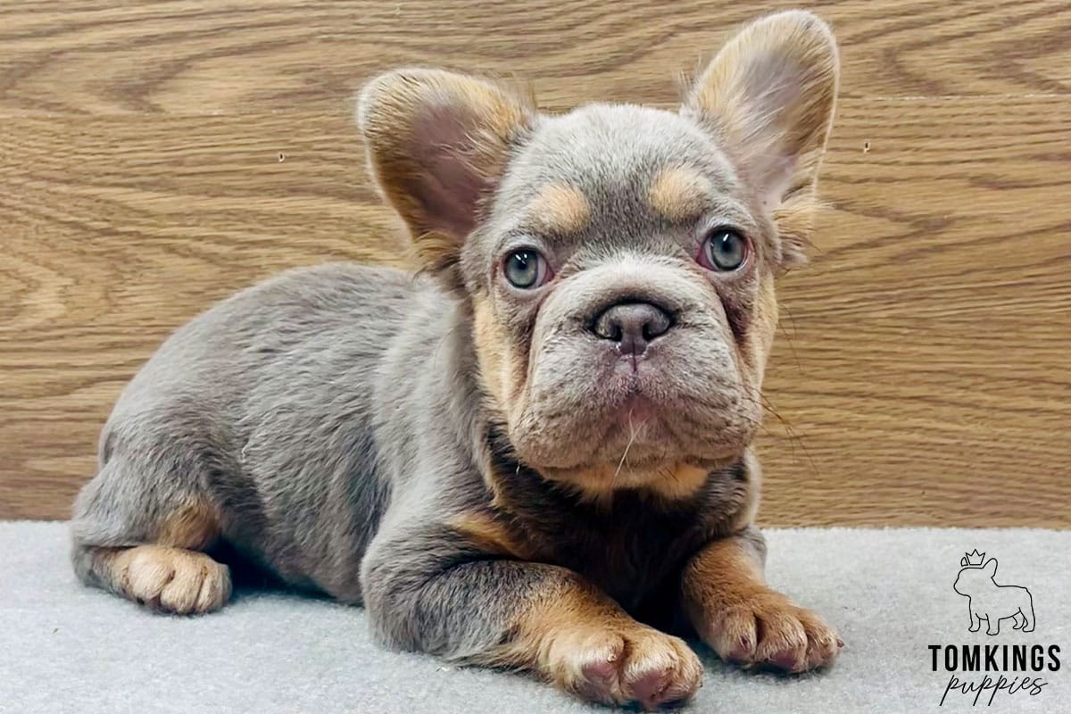Daphne, available fluffy French Bulldog puppy at TomKings Puppies