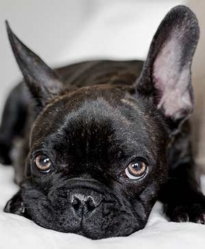 frenchie walk