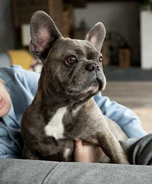apartment frenchie