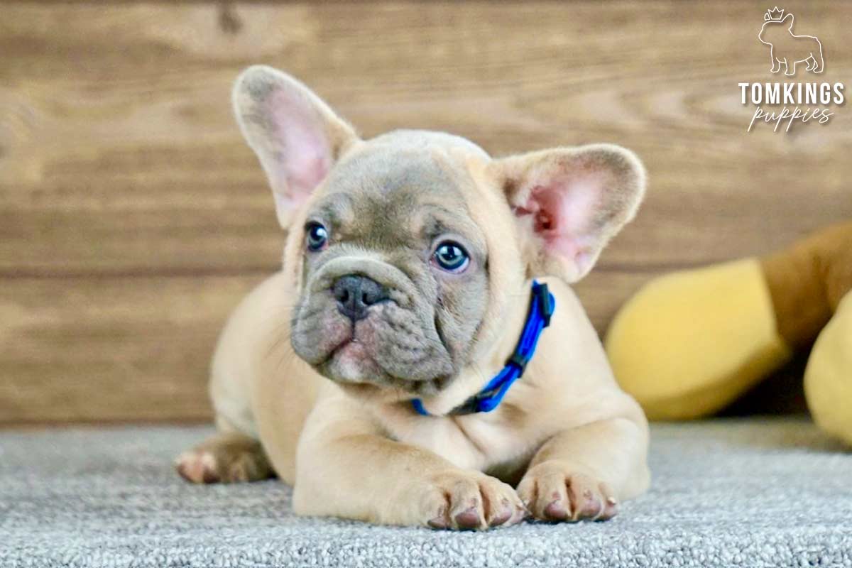 Louis, available French Bulldog puppy at TomKings Puppies