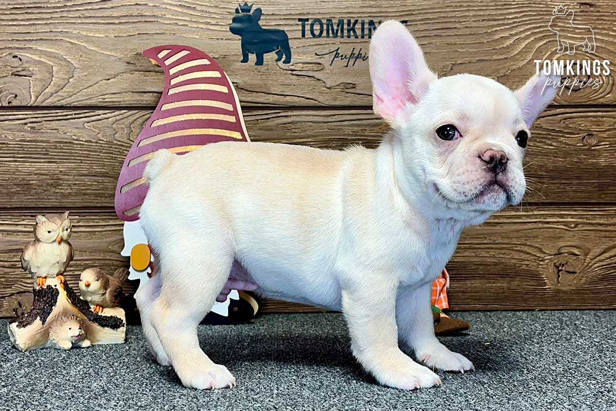 Soren, available French Bulldog puppy at TomKings Puppies