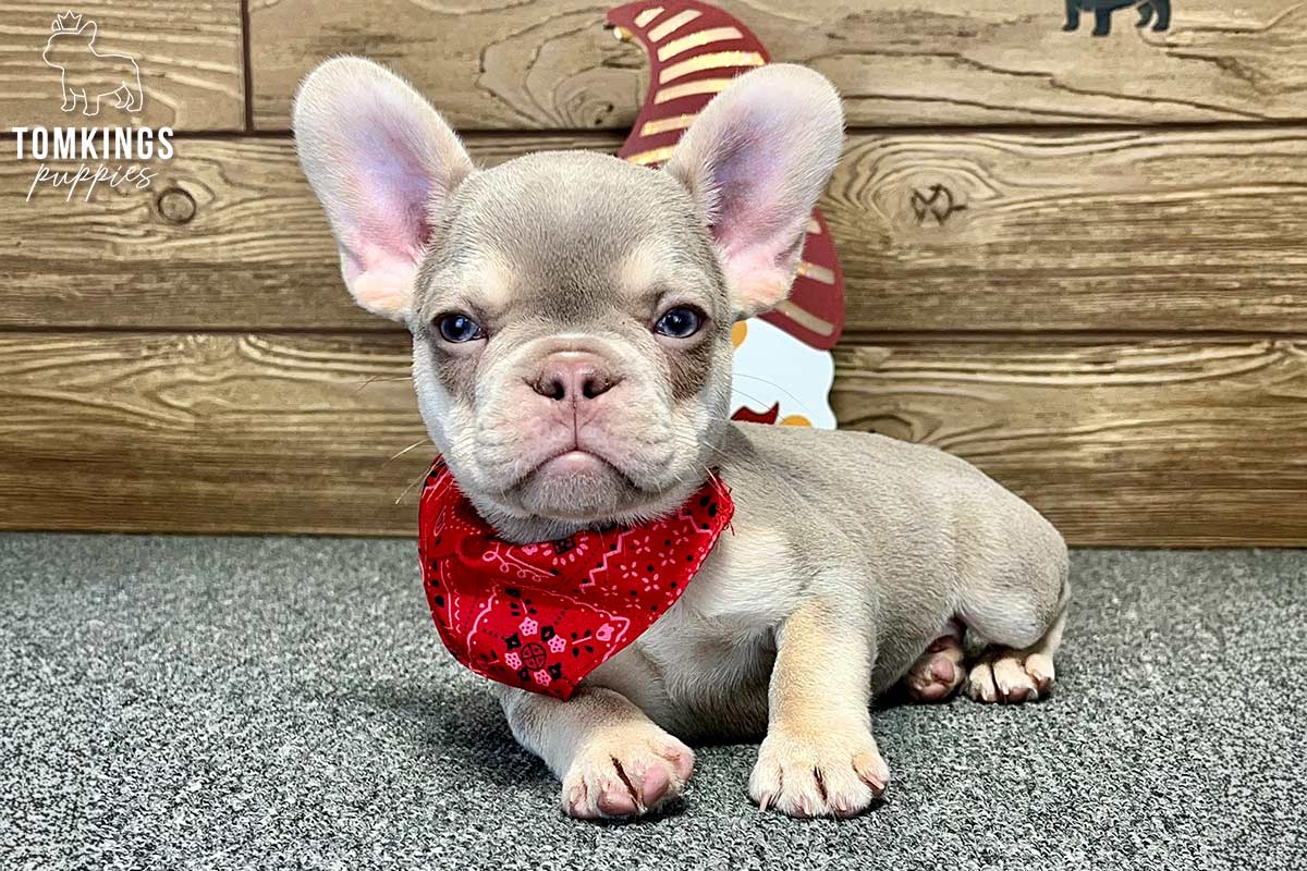 Susan, available French Bulldog puppy at TomKings Puppies