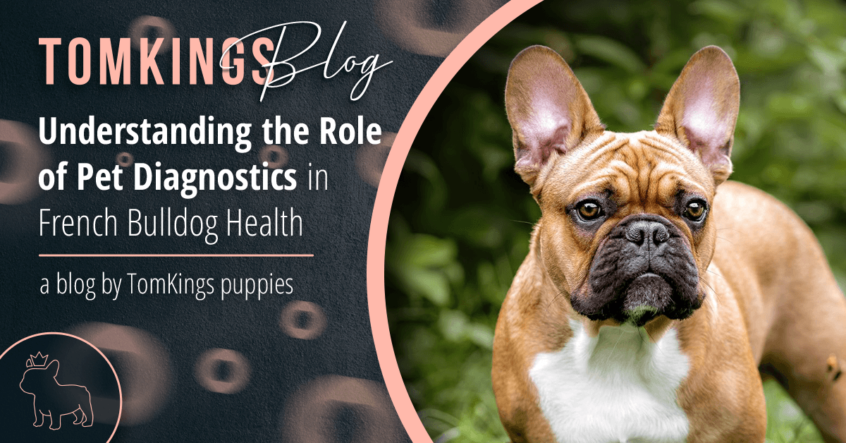 Understanding the Role of Pet Diagnostics in French Bulldog Health