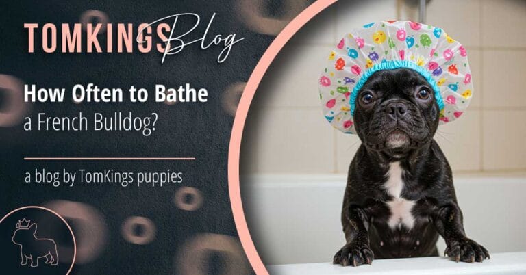 How Often to Bathe a French Bulldog?