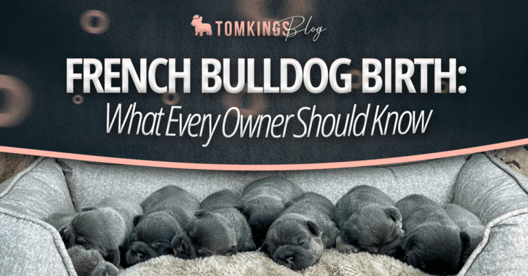 French Bulldog Birth: What Every Owner Should Know