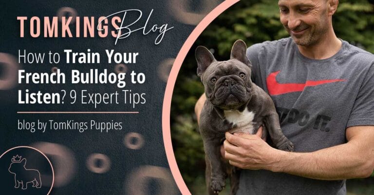 How to Train Your French Bulldog to Listen? 9 Expert Tips - TomKings Puppies Blog