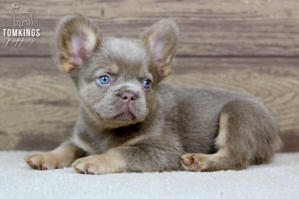 Walter, available French Bulldog puppy at TomKings Puppies