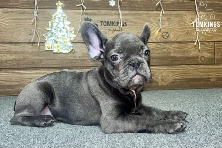 Bree, available French Bulldog puppy at TomKings Puppies