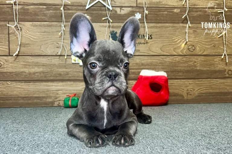 Bree, available French Bulldog puppy at TomKings Puppies