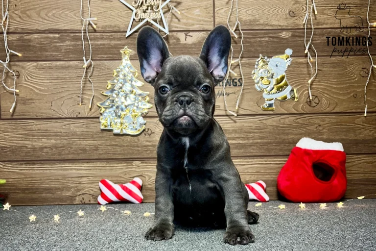 Bree, available French Bulldog puppy at TomKings Puppies