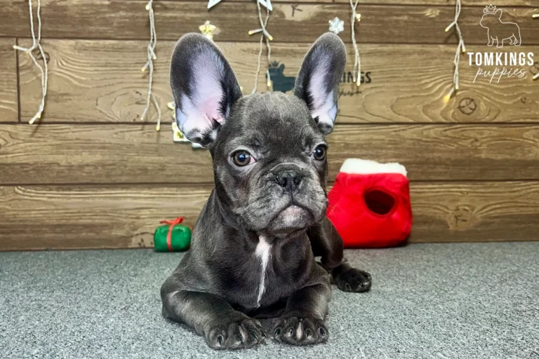 Bree, available French Bulldog puppy at TomKings Puppies
