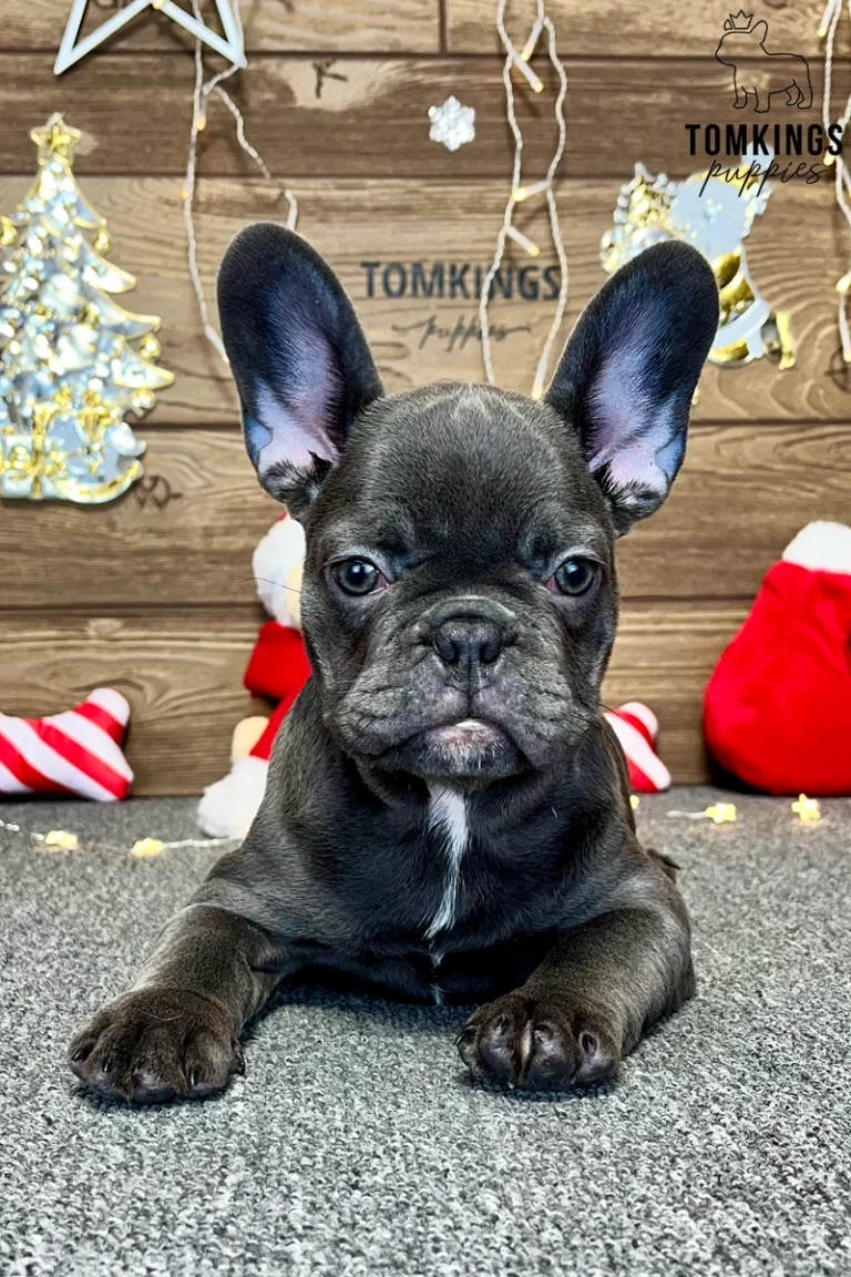 Bree, available French Bulldog puppy at TomKings Puppies