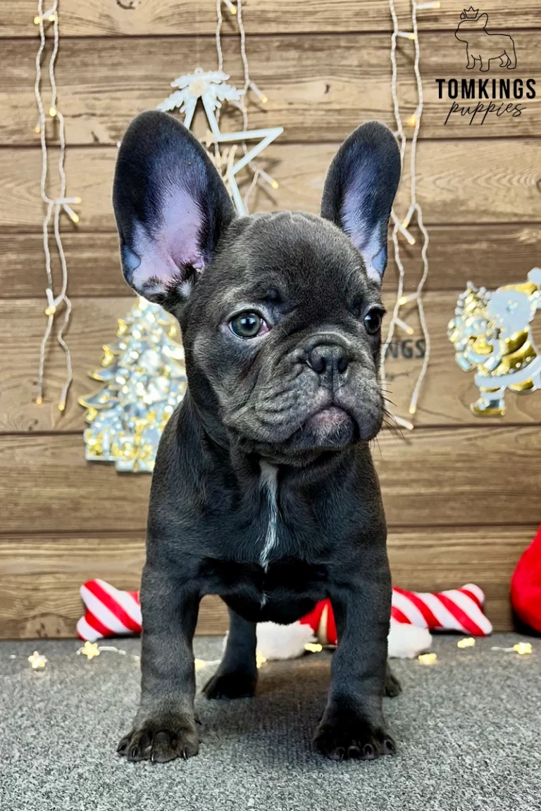 Bree, available French Bulldog puppy at TomKings Puppies