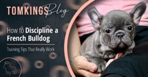 How to discipline a French Bulldog - TomKings Puppies Blog