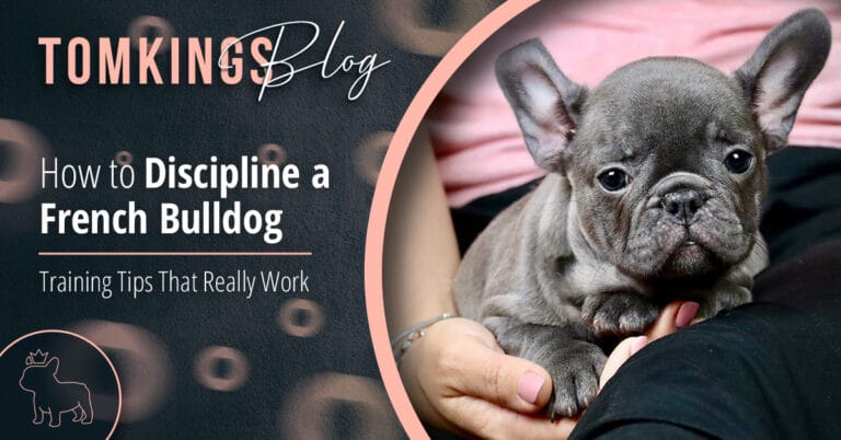How to discipline a French Bulldog - TomKings Puppies Blog