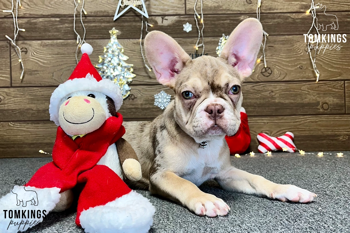 Liana, available French Bulldog puppy at TomKings Puppies