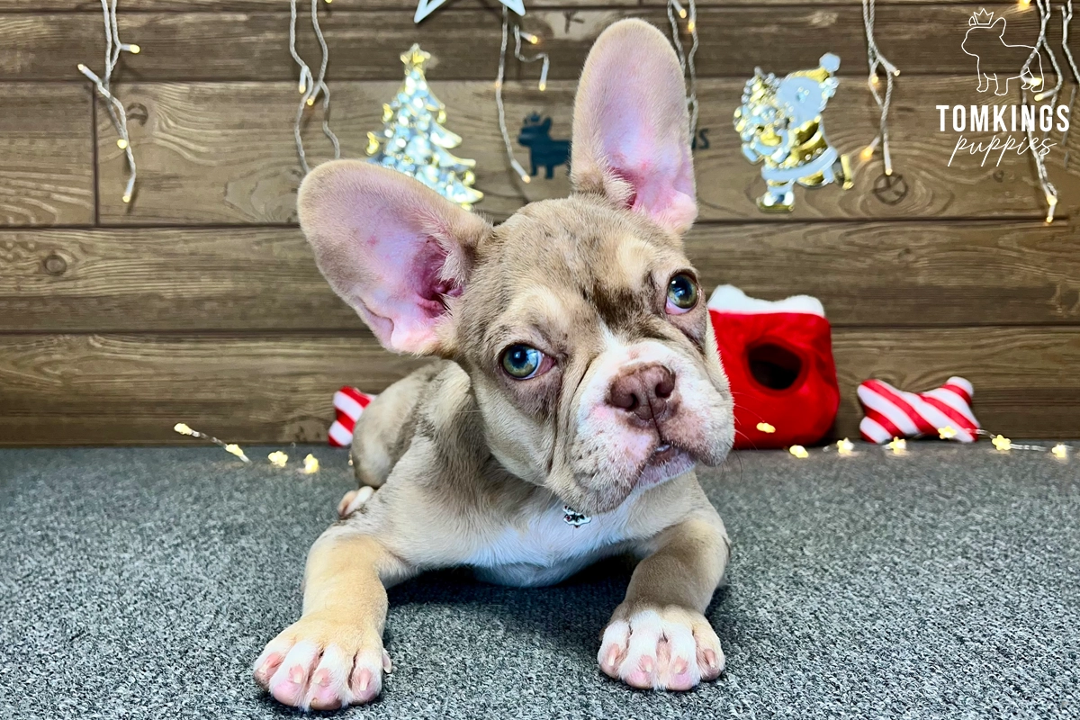 Liana, available French Bulldog puppy at TomKings Puppies